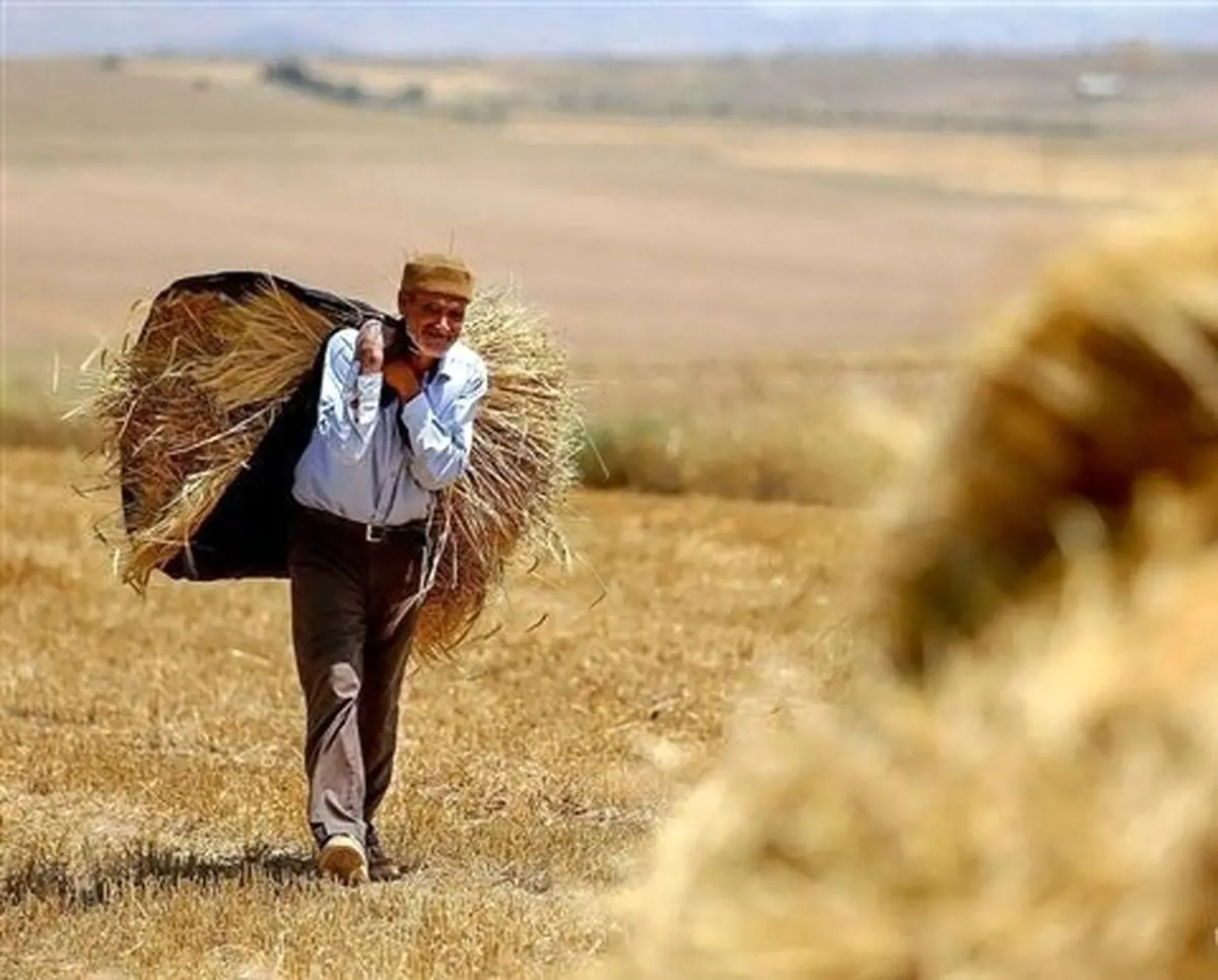 خبر فوری ؛ قیمت گندم برای سال ۱۴۰۵ مشخص شد ؛گندم کیلویی ۳۳ هزار تومان شد 
