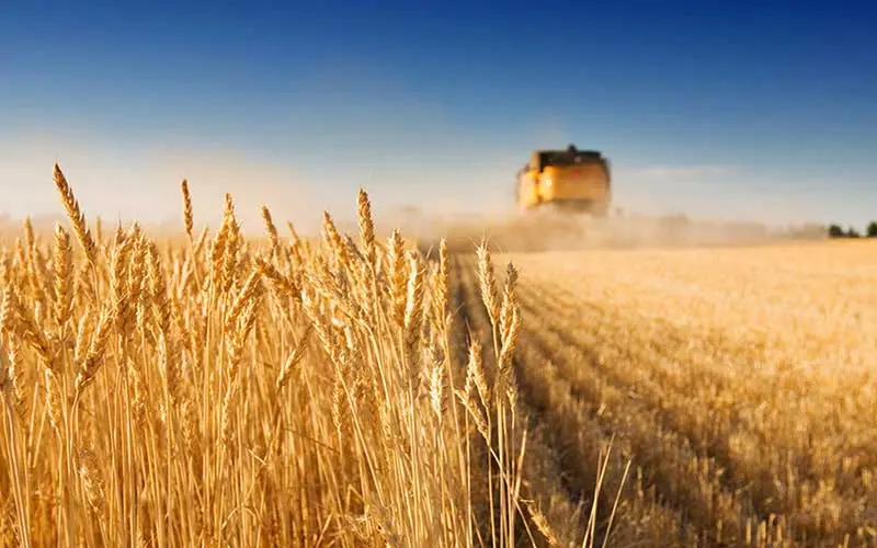 خبر خوش برای گندمکاران/ قیمت جدید تضمینی گندم اعلام شد