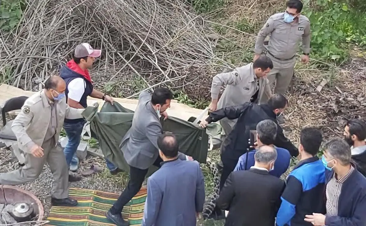 جزئیات جدید از پلنگ قائم‌شهر | پلنگ اهلی چگونه 2 مامور پلیس را زخمی کرد و شهر را به‌هم ریخت؟
