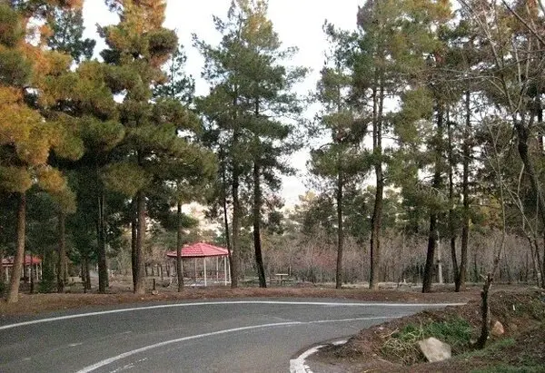 واکنش شهرداری به ادعای «قطع درختان و ساخت و ساز در سرخه حصار»

