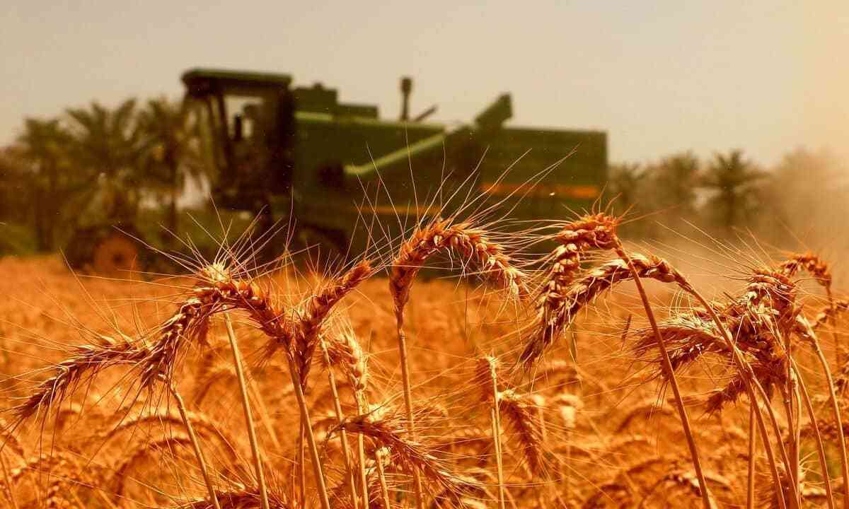 مجلس قیمت گندم  را فاش کرد 