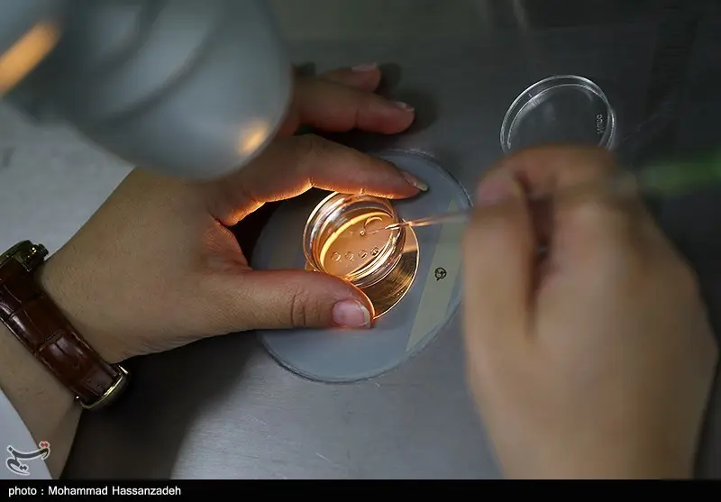 قیمت خرید و فروش آزادانه تخمک/ اهدای تخمک ناباروری ممنوع شد
