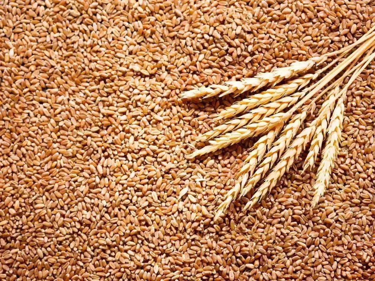 قیمت هر کیلو گندم اعلام شد