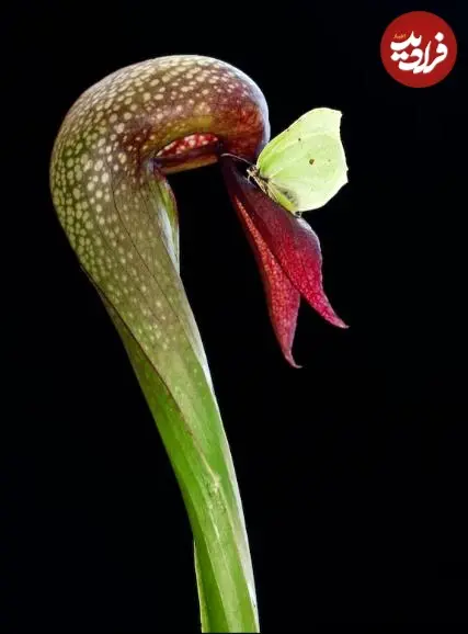  گیاهانی که از «خوردن گوشت» لذت می‌برند