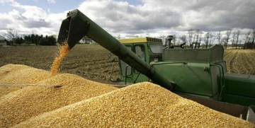 خبر فوری؛ زمان دقیق پرداخت مطالبات گندمکاران اعلام شد/خبر مهم درباره قیمت خرید تضمینی گندم