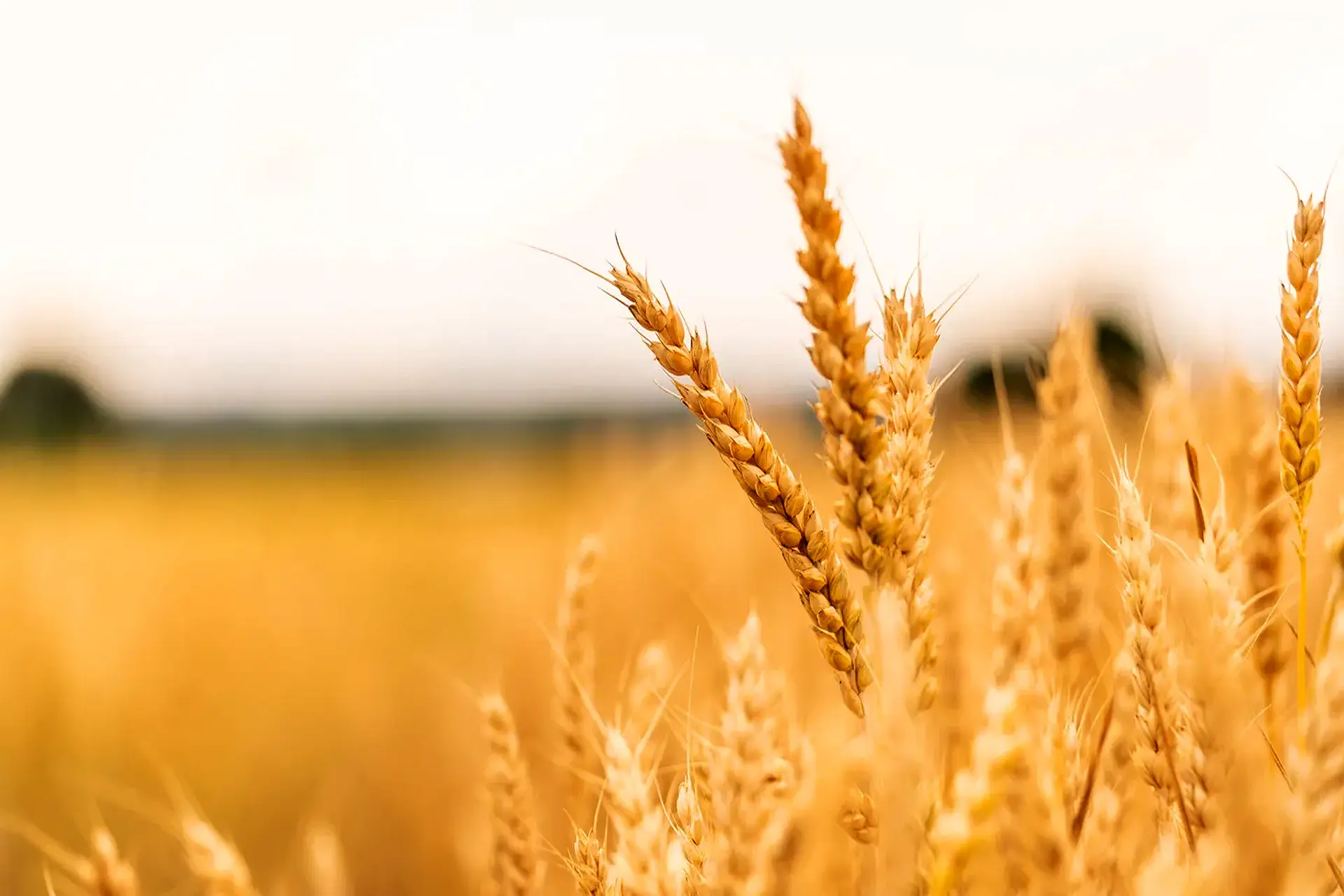خبر بد برای گندمکاران / اصلاح قیمت گندم فعلا درکار نیست