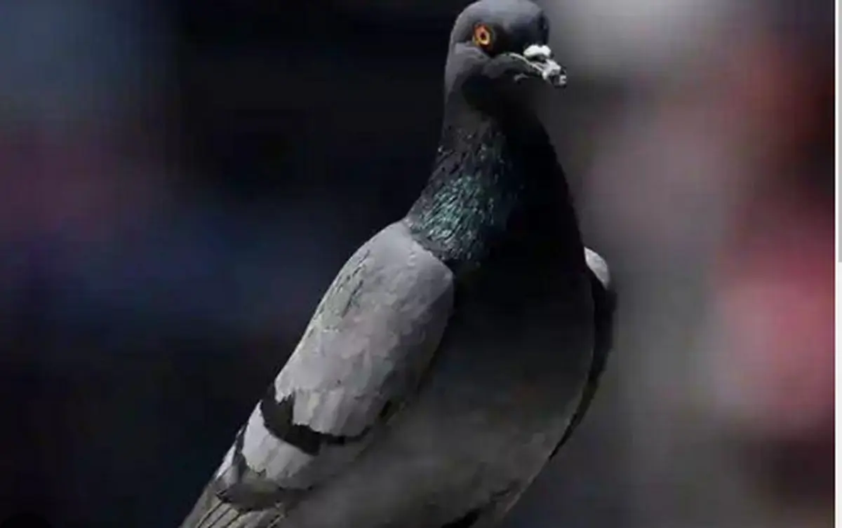 کبوتر مظنون به جاسوسی برای چین آزاد شد!

