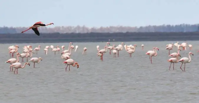 پیروزی محیط زیست در میانکاله