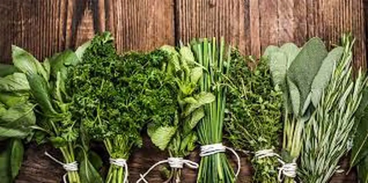 استفاده باور نکردنی از مو برای پرورش گیاه