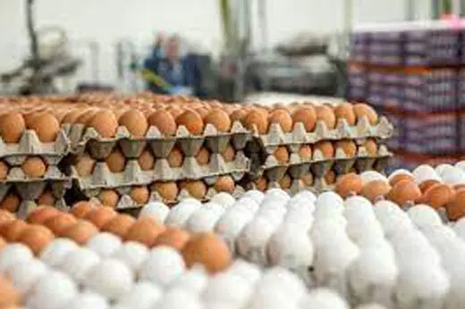 تخم مرغ باز هم گران میشود!