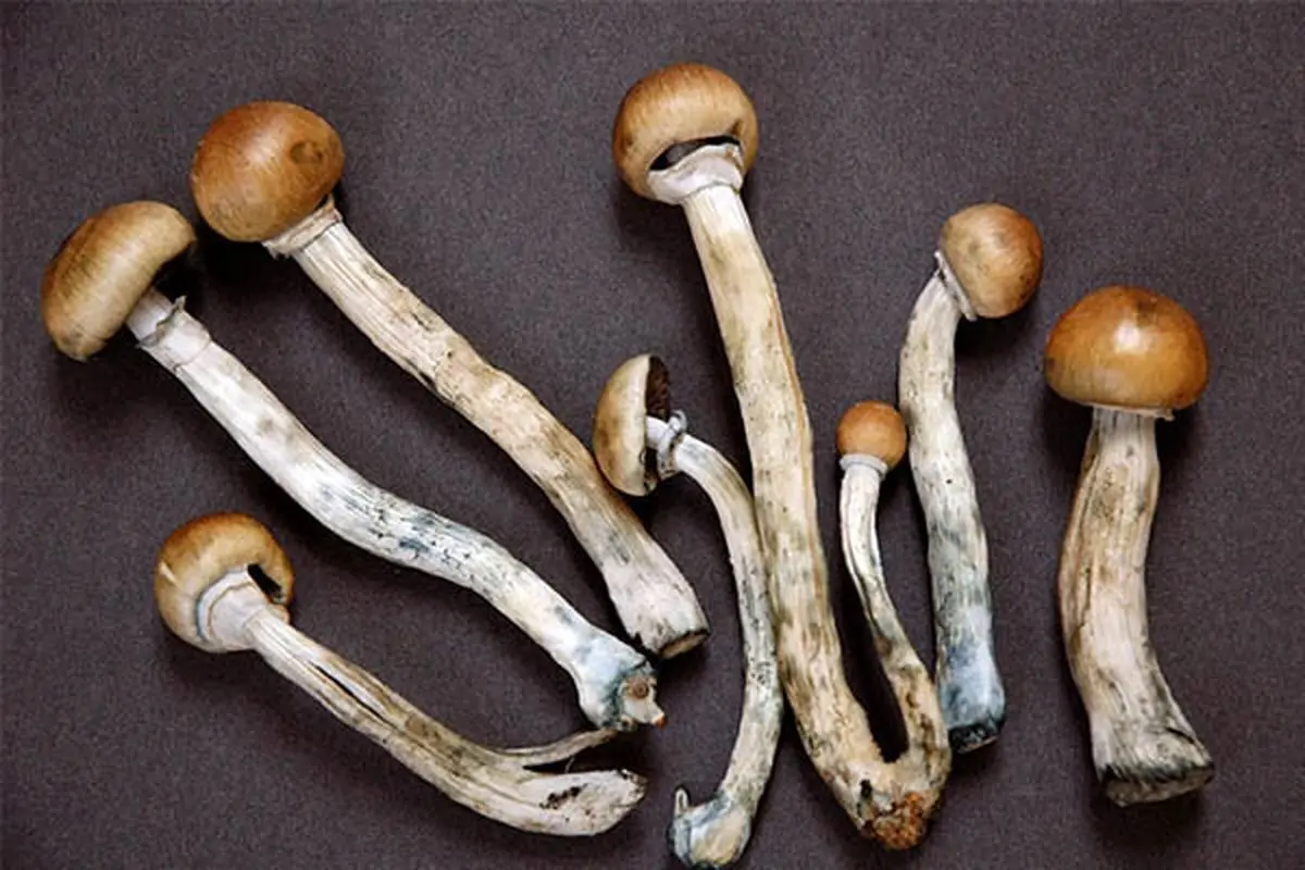 ۴ نفر با خوردن این قارچ مسموم شدند