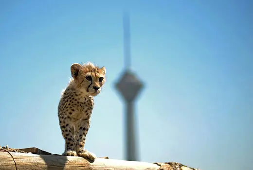 عکس جدید پیروز منتشر شد