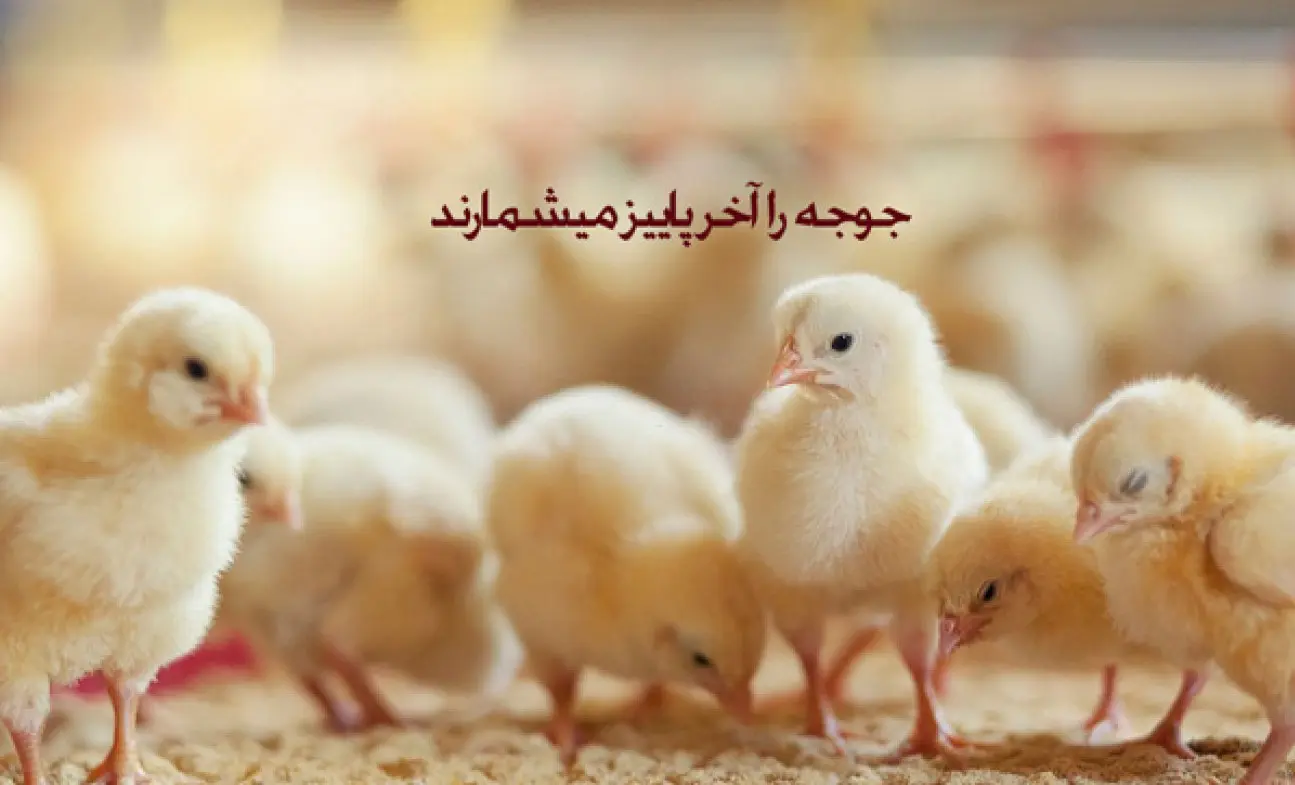 داستان «جوجه‌ها را آخر پاییز می‌شمارند» چیست؟
