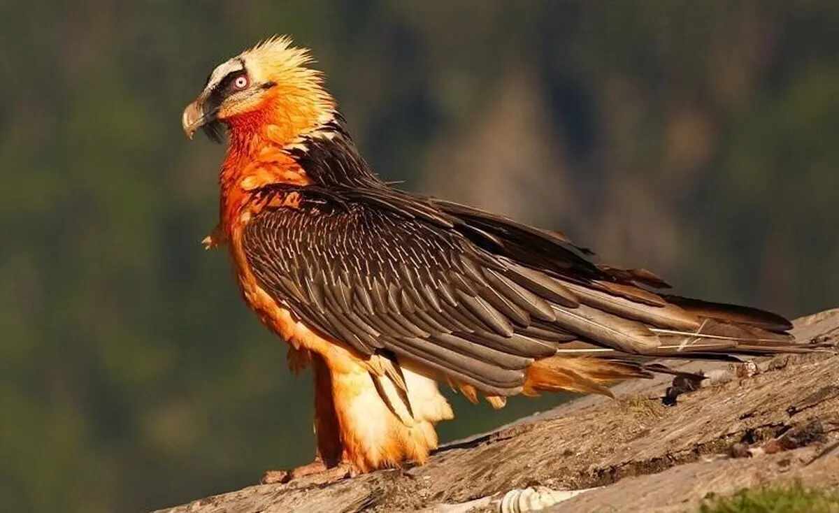 «همای سعادت» امروز دوباره رویت شد+فیلم
