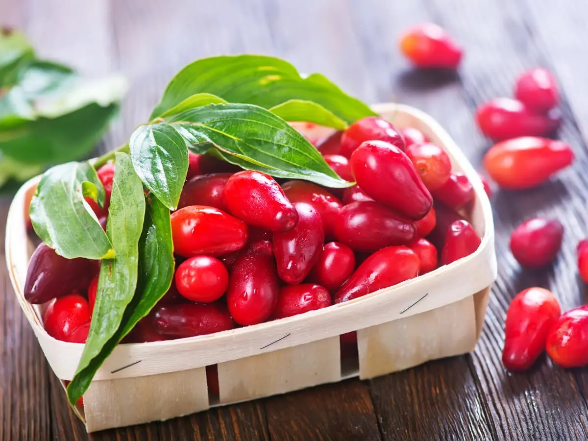 زغال اخته بخورید تا به زوال عقل دچار نشوید