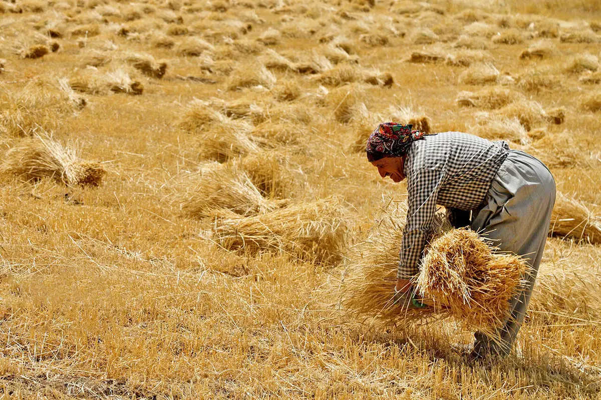 قیمت تضمینی گندم تغییر می‌کند؟

