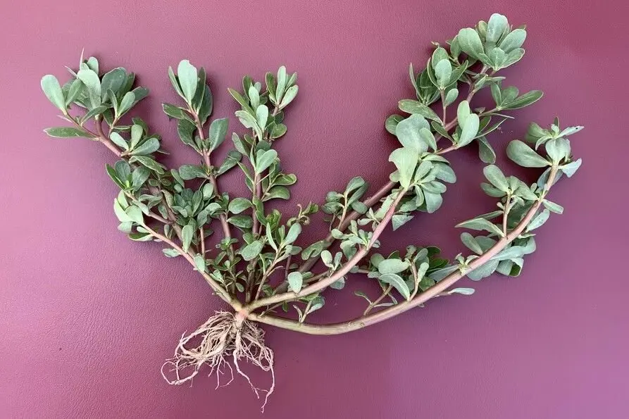 این سبزی درمان قند خون و ۹۹ درد است!

