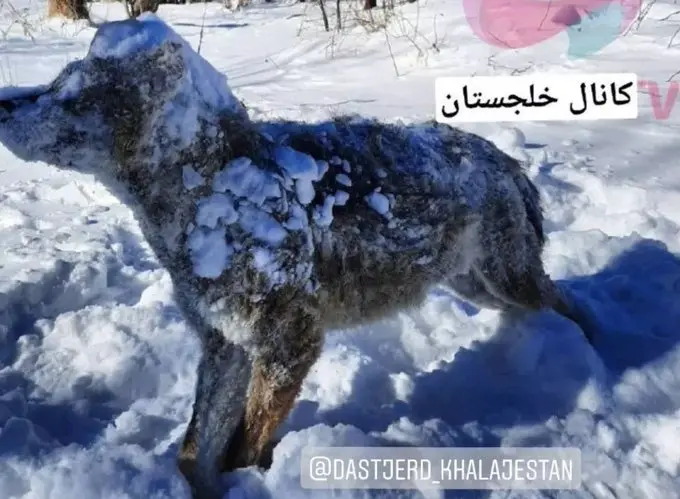حمله وحشیانه گرگ‌ها به اهالی یک روستا