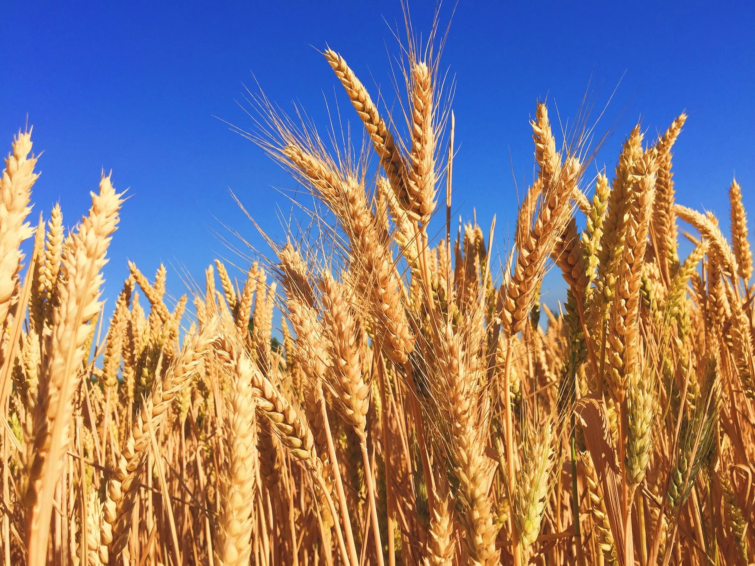 خبر خوب برای کشاورزان /دستور رئیسی برای بررسی اصلاح قیمت گندم