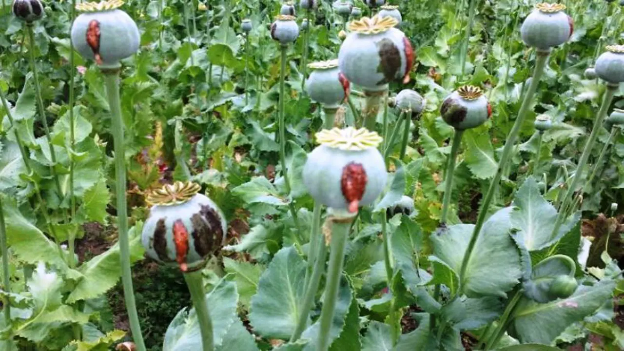 کشف مزرعه خشخاش در ایران