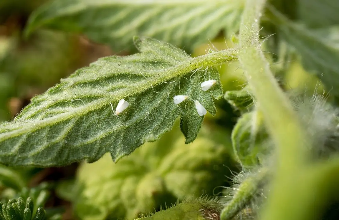 اطلاعیه شهرداری درباره طغیان حشرات سفیدی که روزگار تهران را سیاه کردند!