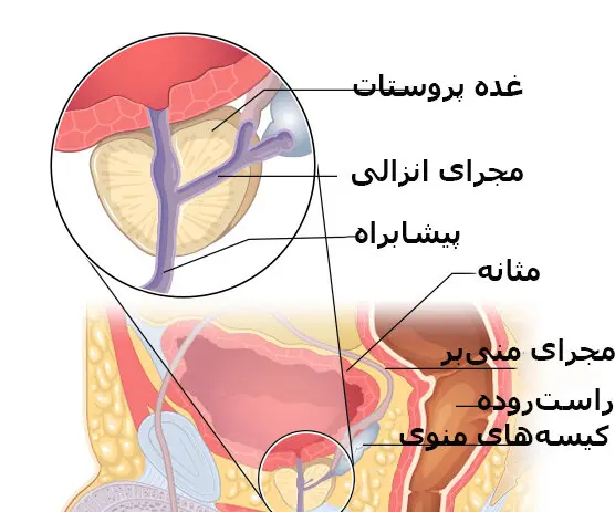 پروستات مردان چه کاری انجام می‌دهد؟

