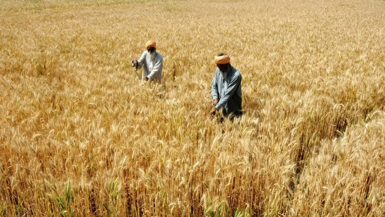 صدای گندمکاران از عدم پرداخت به موقع طلبشان درآمد