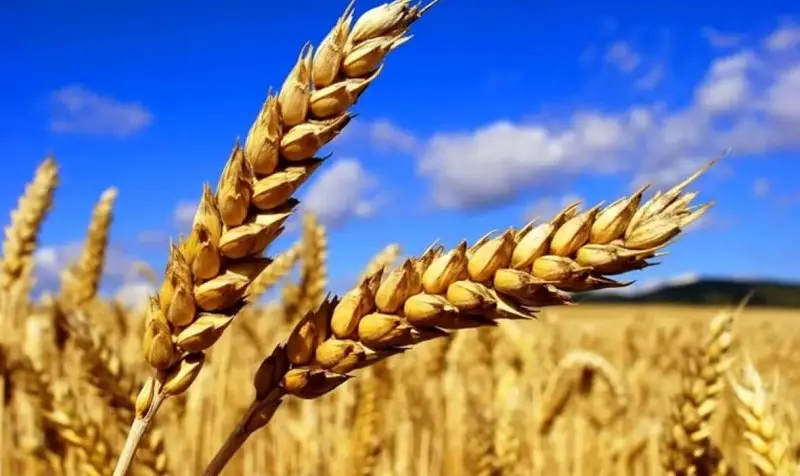 گندمکاران بخوانند/ خبر مهم درباره تغییر قیمت گندم 


