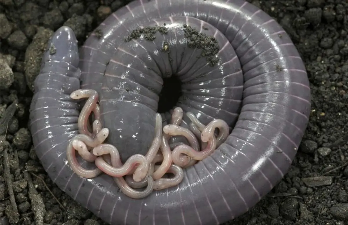 شناسایی یک جاندار دوزیست که به بچه‌هایش شیر می‌دهد
