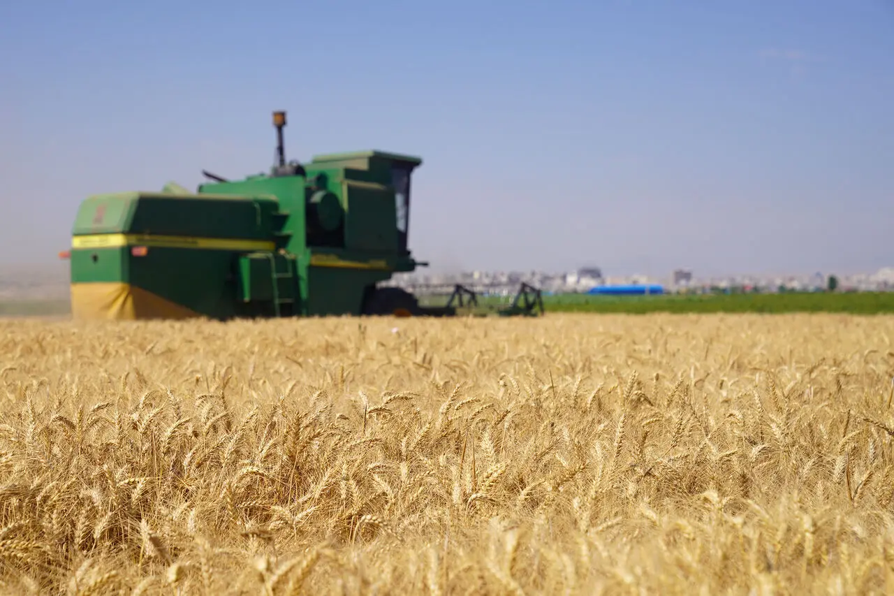 خبر مهم برای گندمکاران/ قیمت جدید گندم  تغییر می کند؟