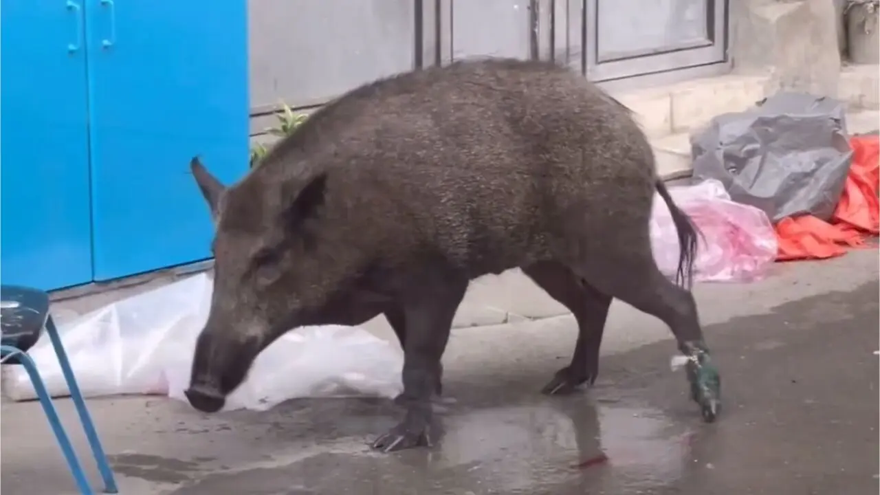 ماجرای گراز زخمی در سریال پایتخت 7چیست ؟جزئیات حاشیه خبرساز پایتخت +عکس و فیلم