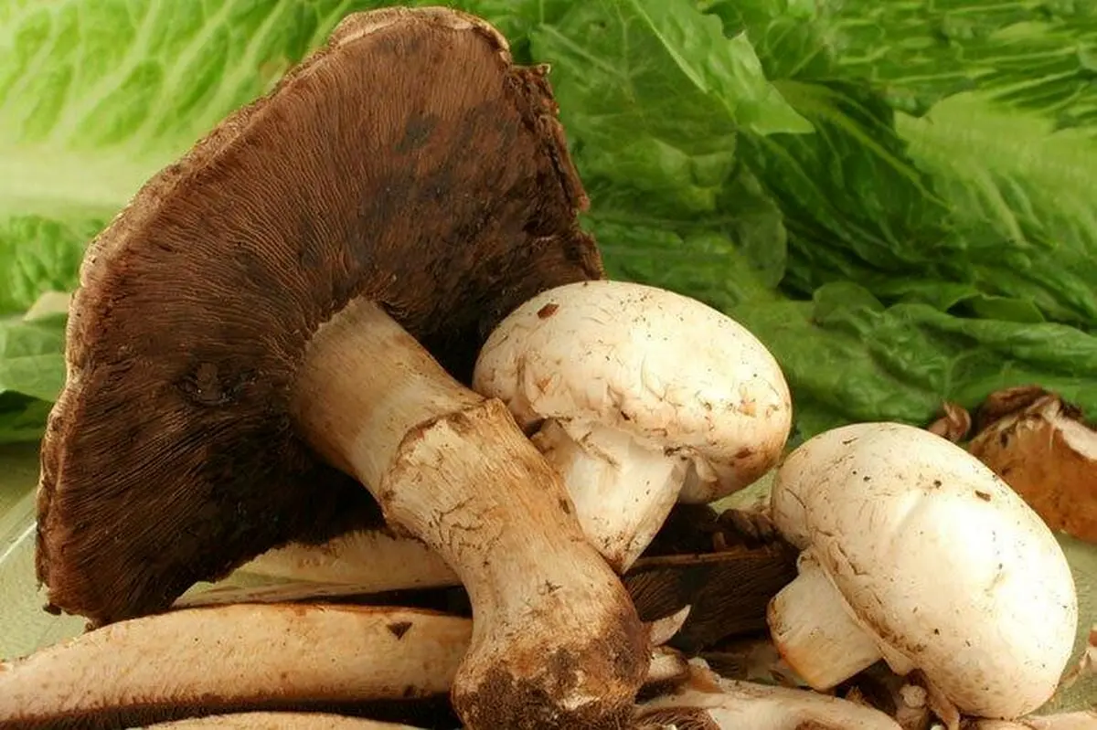 مسمومیت اعضای یک خانواده با قارچ سمی/دست به قارچ نزنید