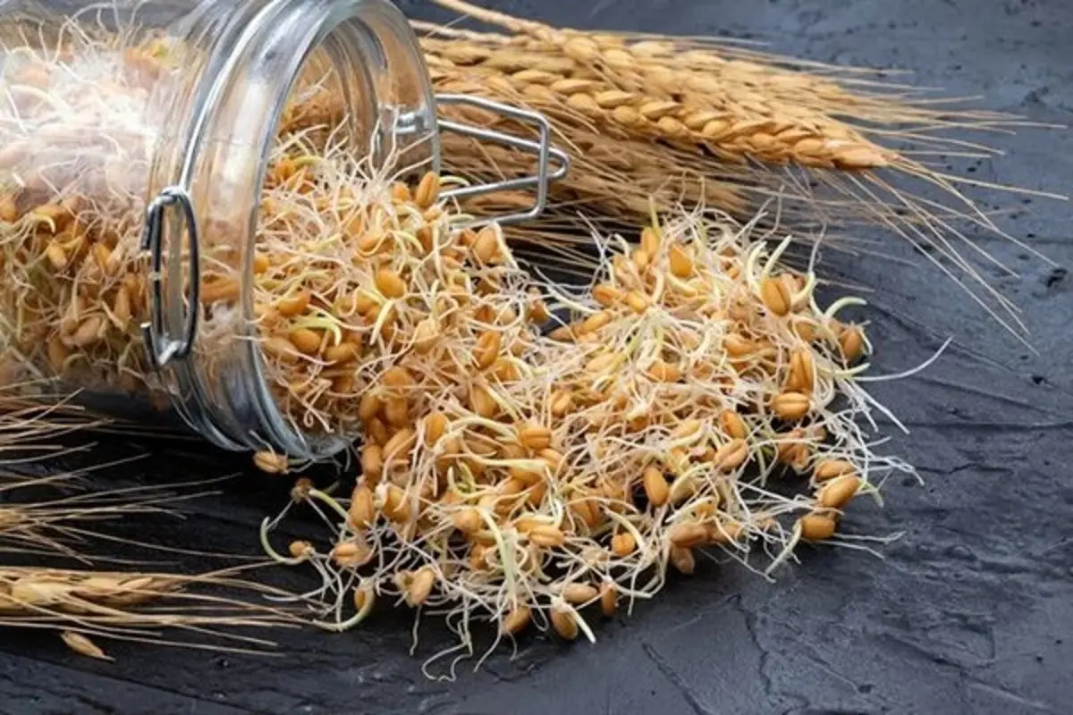 قیمت گندم نهایی شد