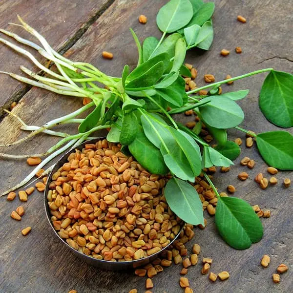 خواص شنبلیله برای مو، درمان ریزش، طاسی و شوره!

