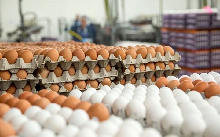 پرواز قیمت تخممرغ؛ شانهای ۱۹۰ هزار تومان در بازار!
