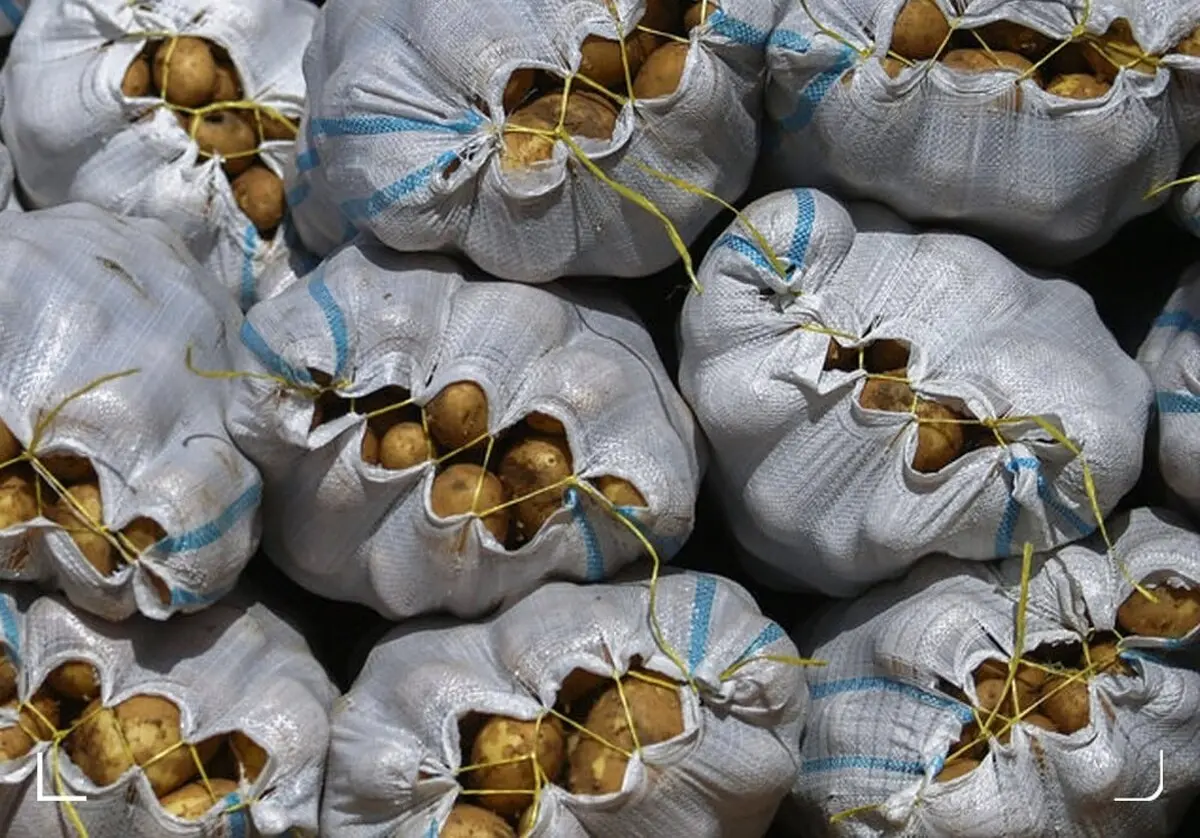 سیب‌زمینی تا هفته بعد ارزان می‌شود؟