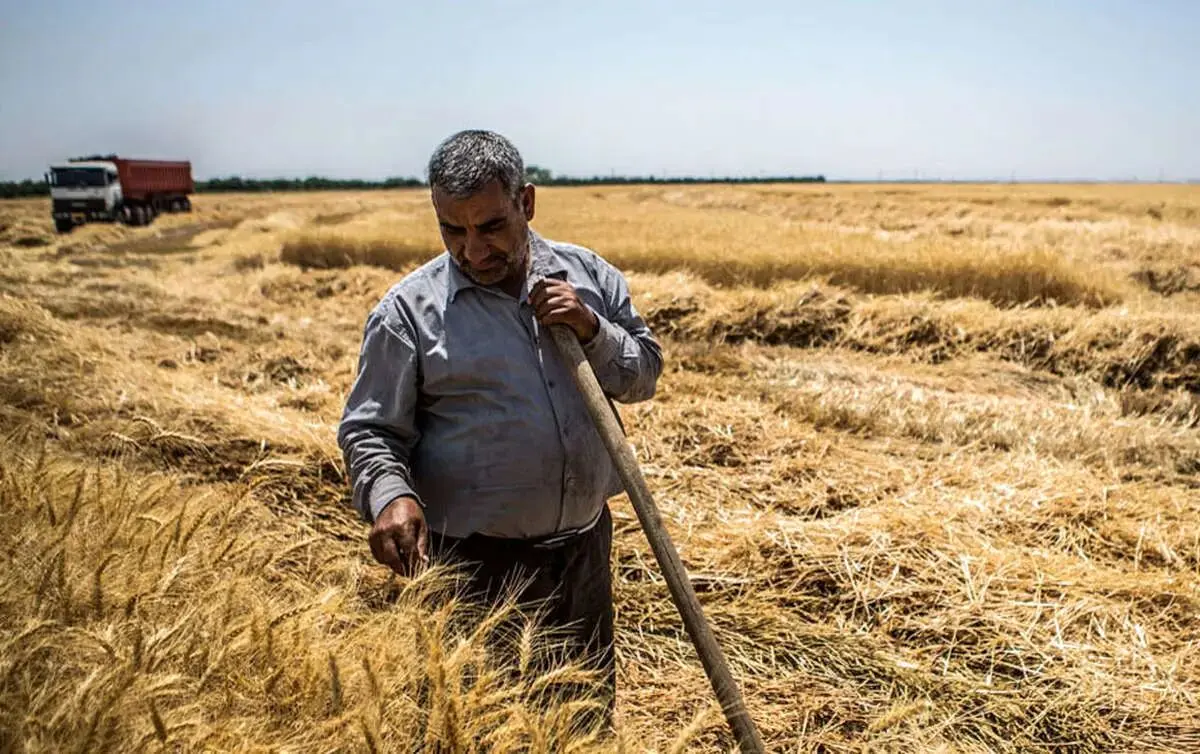 خبر مهم سخنگوی دولت برای گندمکاران + فیلم
