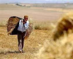 قیمت گندم چند می شود؟ | جدال ادامه‌دار گندمکاران و دولت رئیسی بر سر نرخ گندم