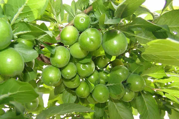 گوجه سبز ۳ میلیون تومان ناقابل! +عکس