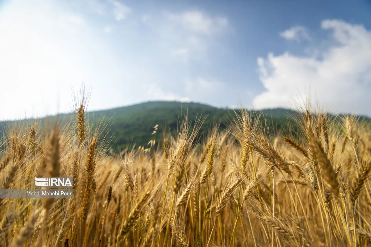 خبر خوش دولت به گندمکاران/زمان پرداخت مطالبات خرید تضمینی گندم مشخص شد


