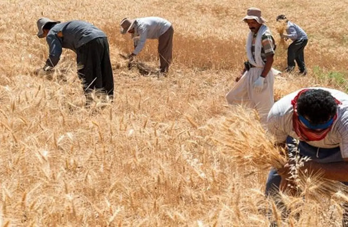 گندمکاران تهدید کردند