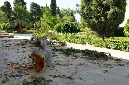 اتفاق دردناک / قطع ۲۰۰ درخت توسط یک سازمان در روز طبیعت