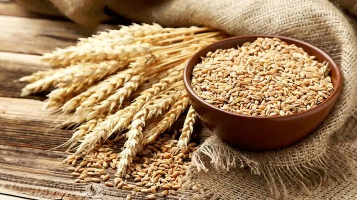 احتمال حمله بیماری زنگ زرد/ خطر بزرگ برای کشاورزان