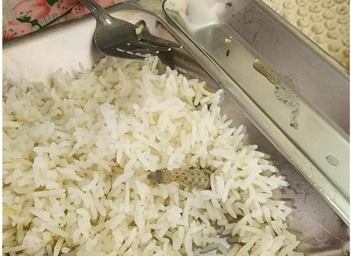 واکنش دانشگاه علوم پزشکی کاشان به مارمولک خبرساز