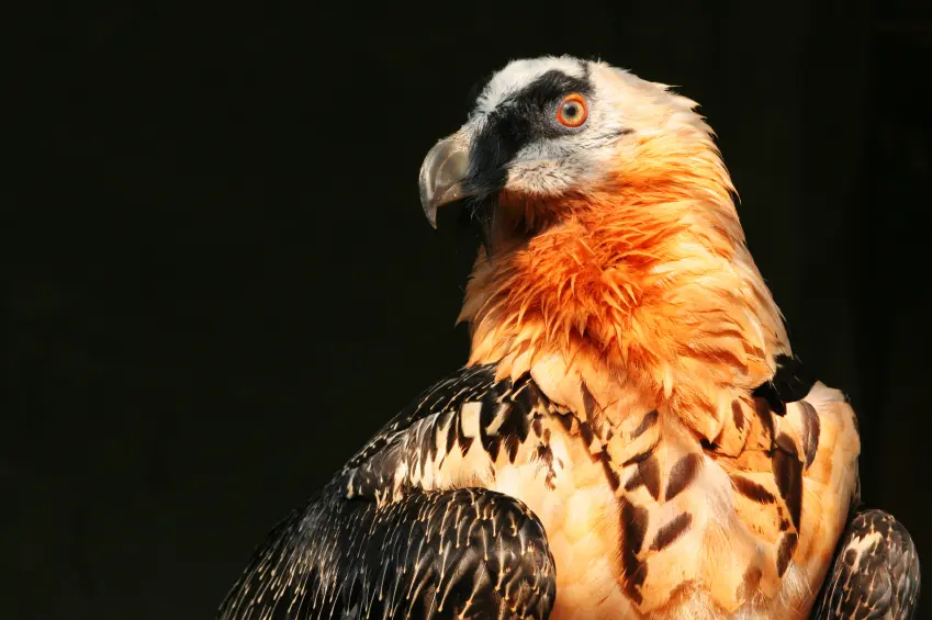 «همای سعادت» نماد خوش‌یُمنی در این مناطق دیده شد