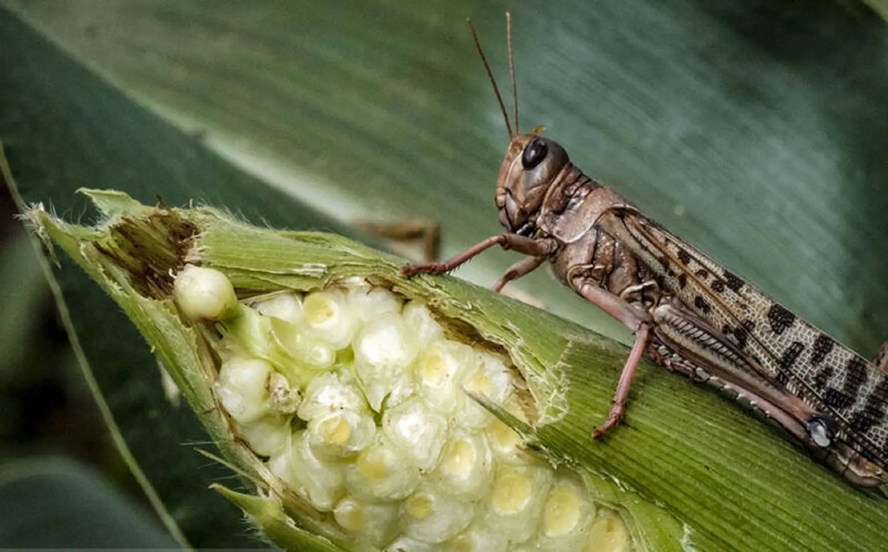 اردیبهشت خطرناک برای اصفهانی‌ها | ملخ‌های صحرایی به اصفهان حمله کردند؟