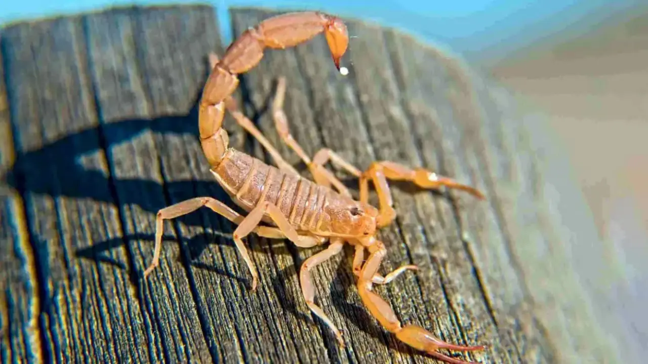 ماجرای تلخ مرگ کودک ۶ ساله با نیش عقرب