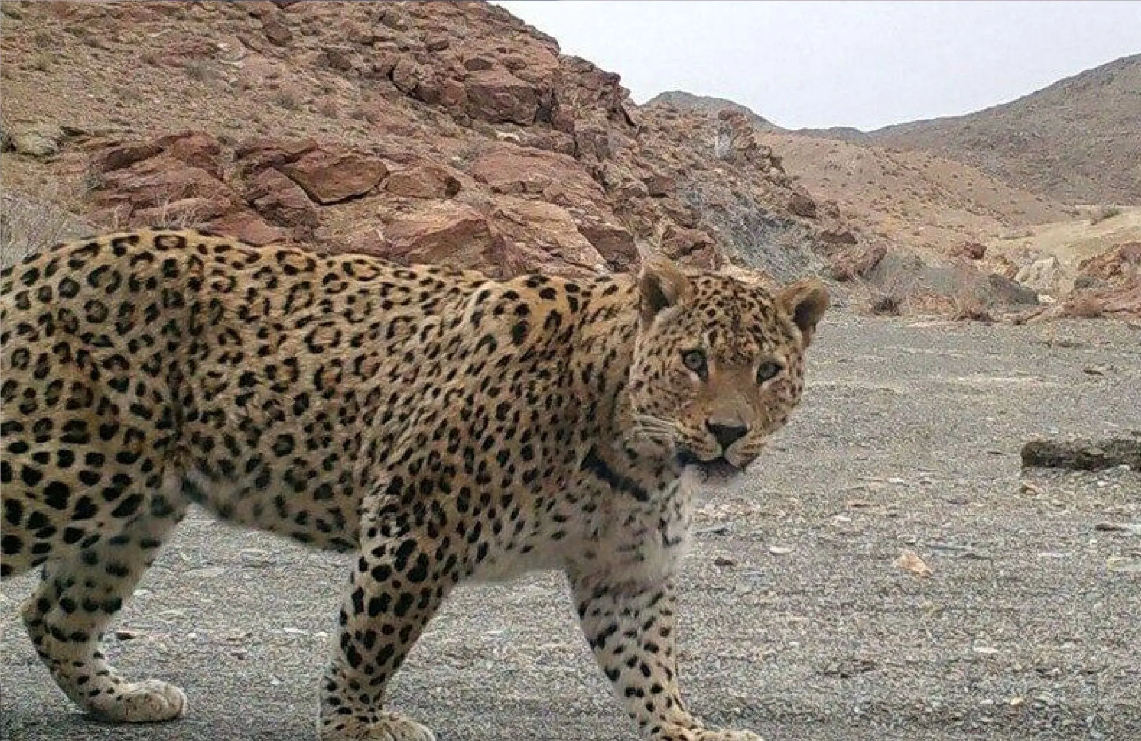 حمله پلنگ و مرگ تلخ یک جوان در تربت حیدریه