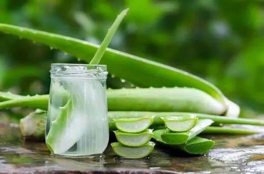 فواید عجیب آلوئه‌ورا برای مو که نمی‌دانستید