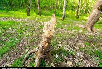 درختان هیرکانی مازندارن در مسیر نابودی